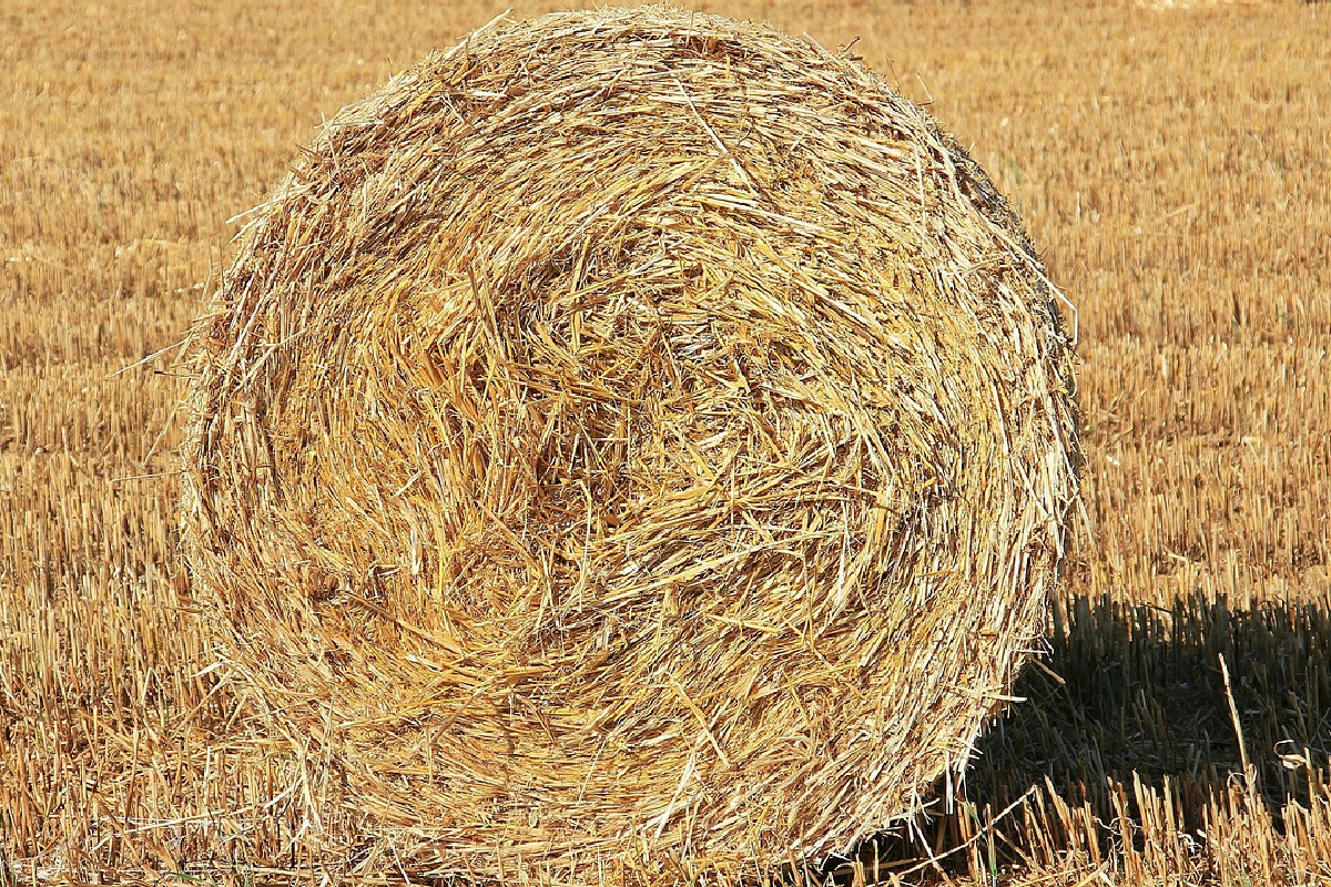 Accorgimenti efficaci per proteggere le piante durante le gelate improvvise più rigide