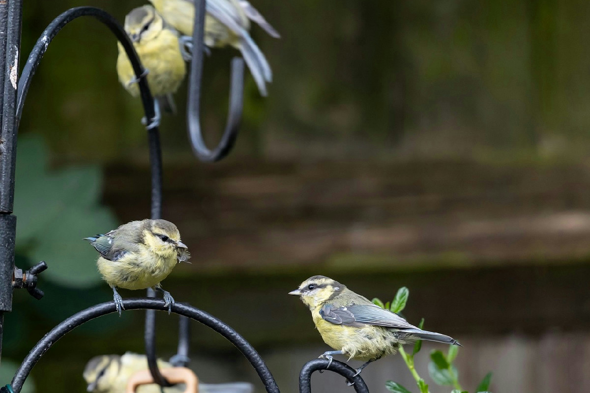 Cosa si nasconde dietro il rifugio scelto dalle cinciallegre per affrontare l’inverno rigido