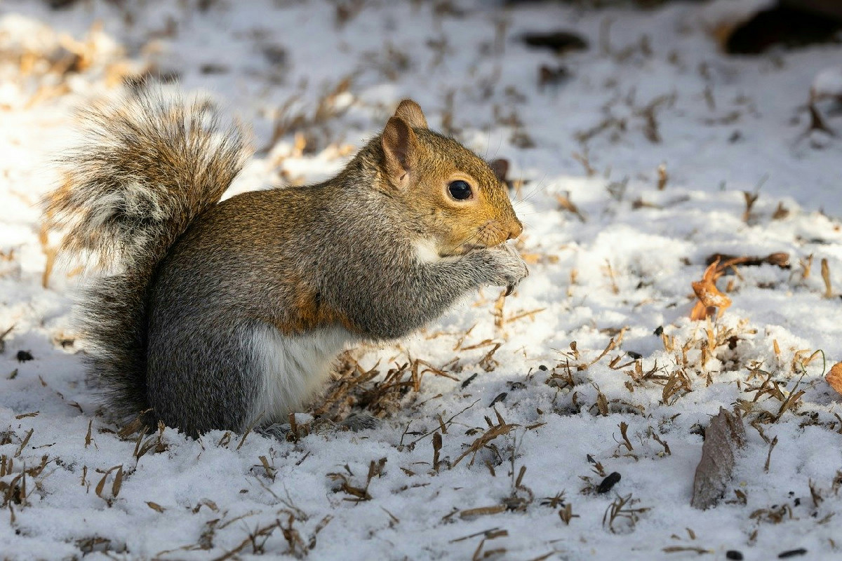Le destinazioni italiane più suggestive per vivere la natura immersi nell’inverno