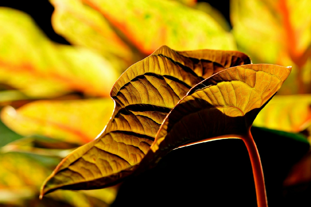 Foglie ingiallite dell’Anthurium: cause comuni e soluzioni per mantenere la pianta sana e rigogliosa
