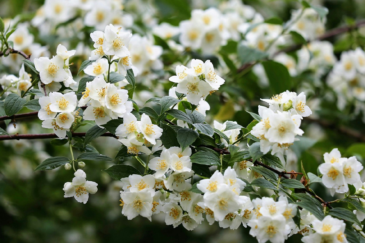 Motivi per coltivare il gelsomino rampicante e consigli per una fioritura abbondante e duratura