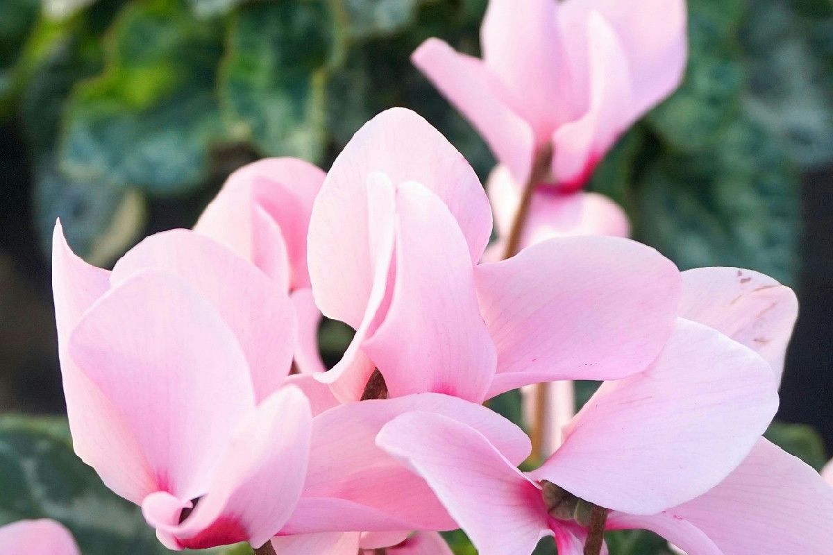 Perché il ciclamino ingiallisce velocemente e come prendersene cura per salvaguardare le foglie