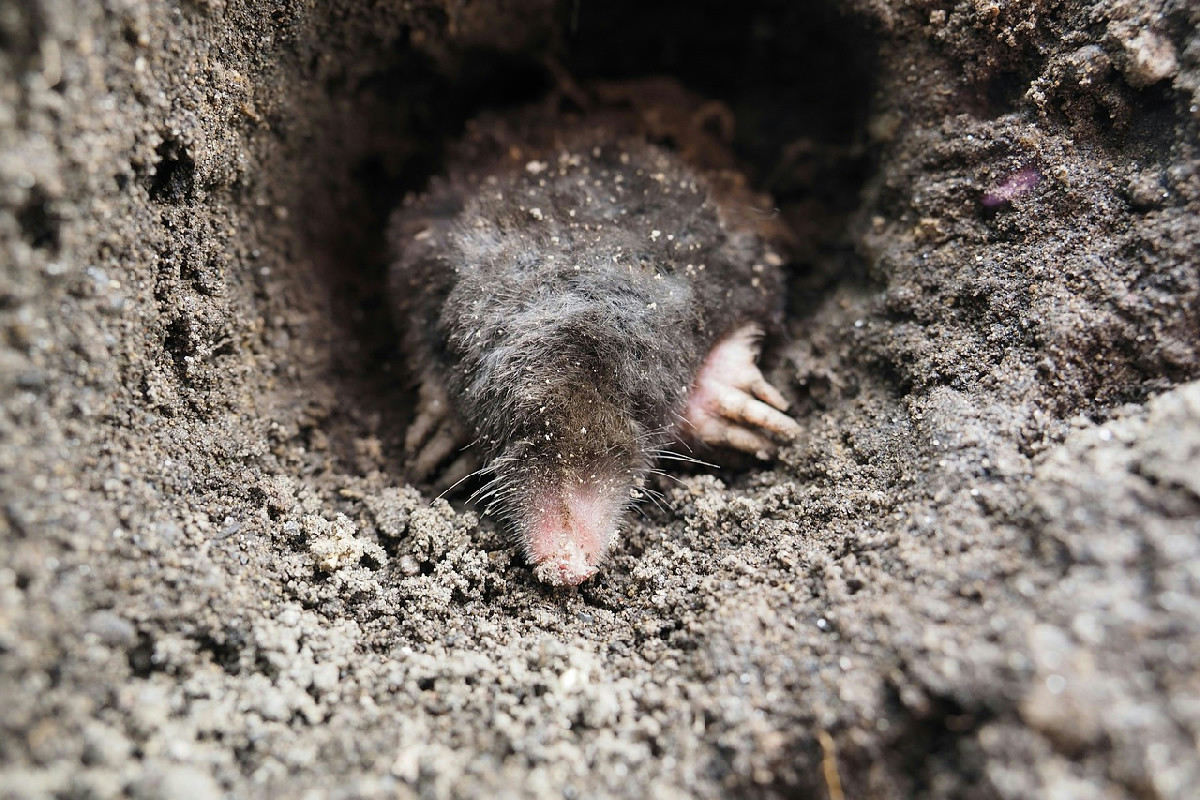 Segnali di talpe in giardino: strategie efficaci per proteggere il prato senza perdere tempo