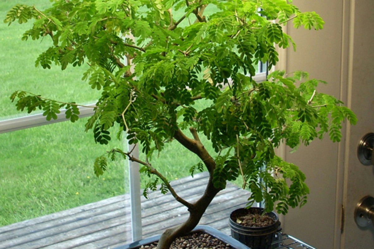 4 passaggi fondamentali per mantenere il bonsai sempre rigoglioso e senza foglie secche