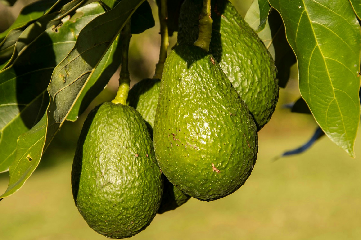 Avocado in giardino attira serpenti: i motivi per evitarlo vicino a casa e famiglia