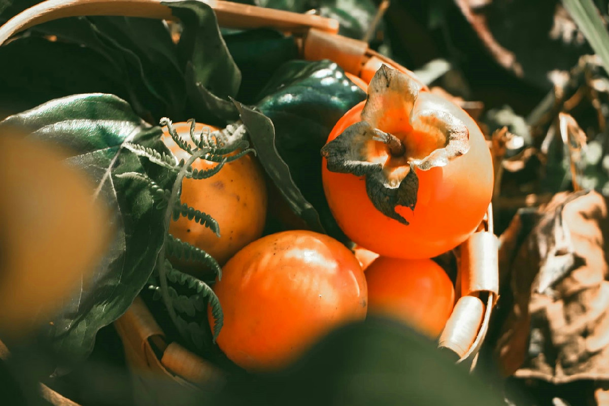 I cachi supportano la crescita di batteri benefici e promuovono la salute del colon