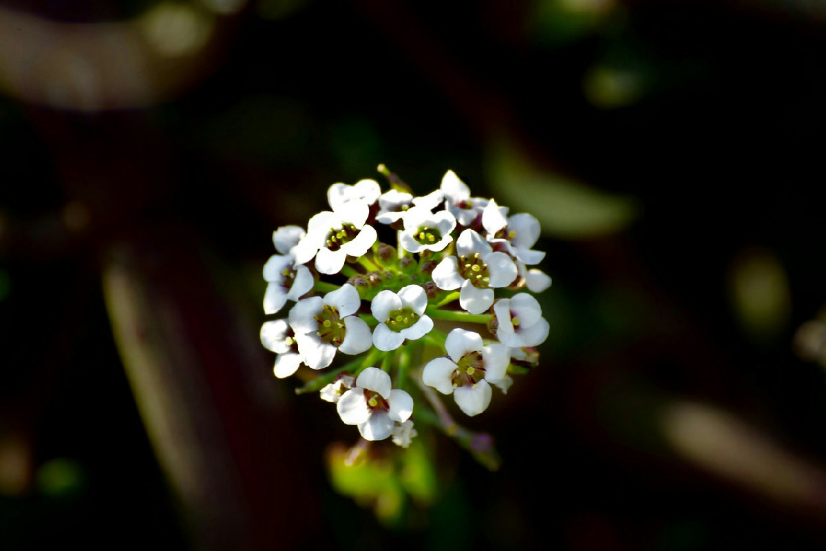 Coltivare l’alliaria in casa: guida pratica per avere sempre l’erba aromatica a portata di mano