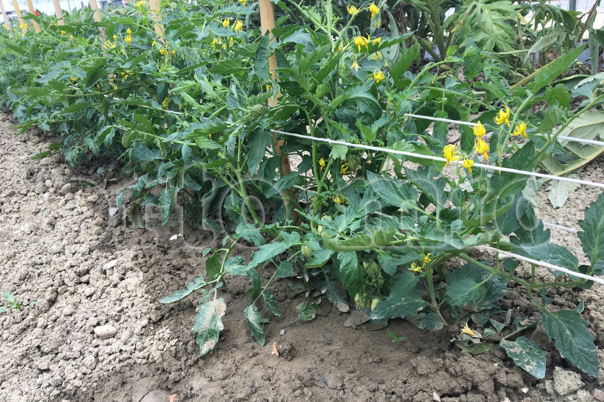 Coltivazione di pomodori sospesi con il filo: metodo innovativo senza pali ingombranti