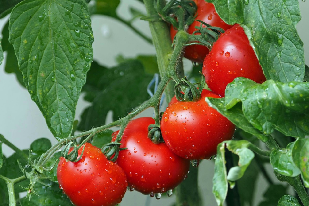 Coltivazione di pomodori sospesi con il filo: metodo innovativo senza pali ingombranti