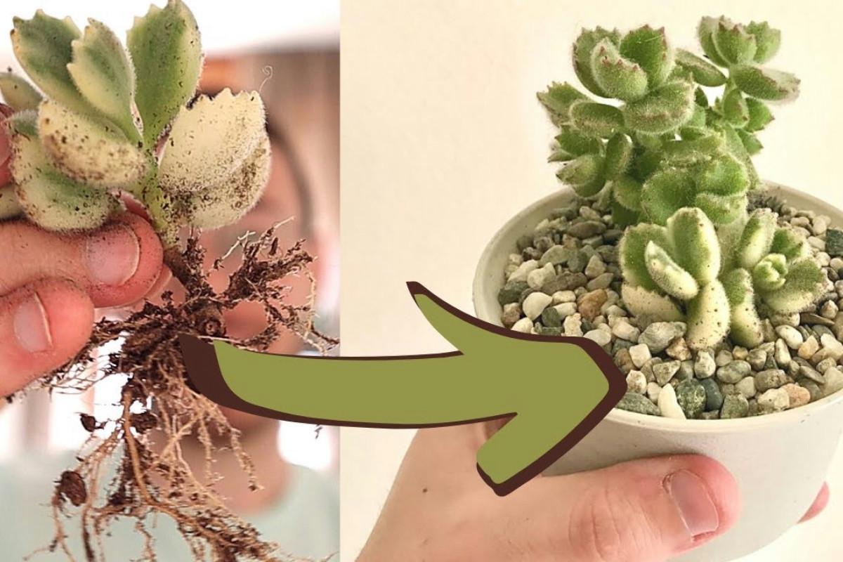 Cosa succede alle piante grasse quando un rinvaso errato provoca marciume e danni gravi