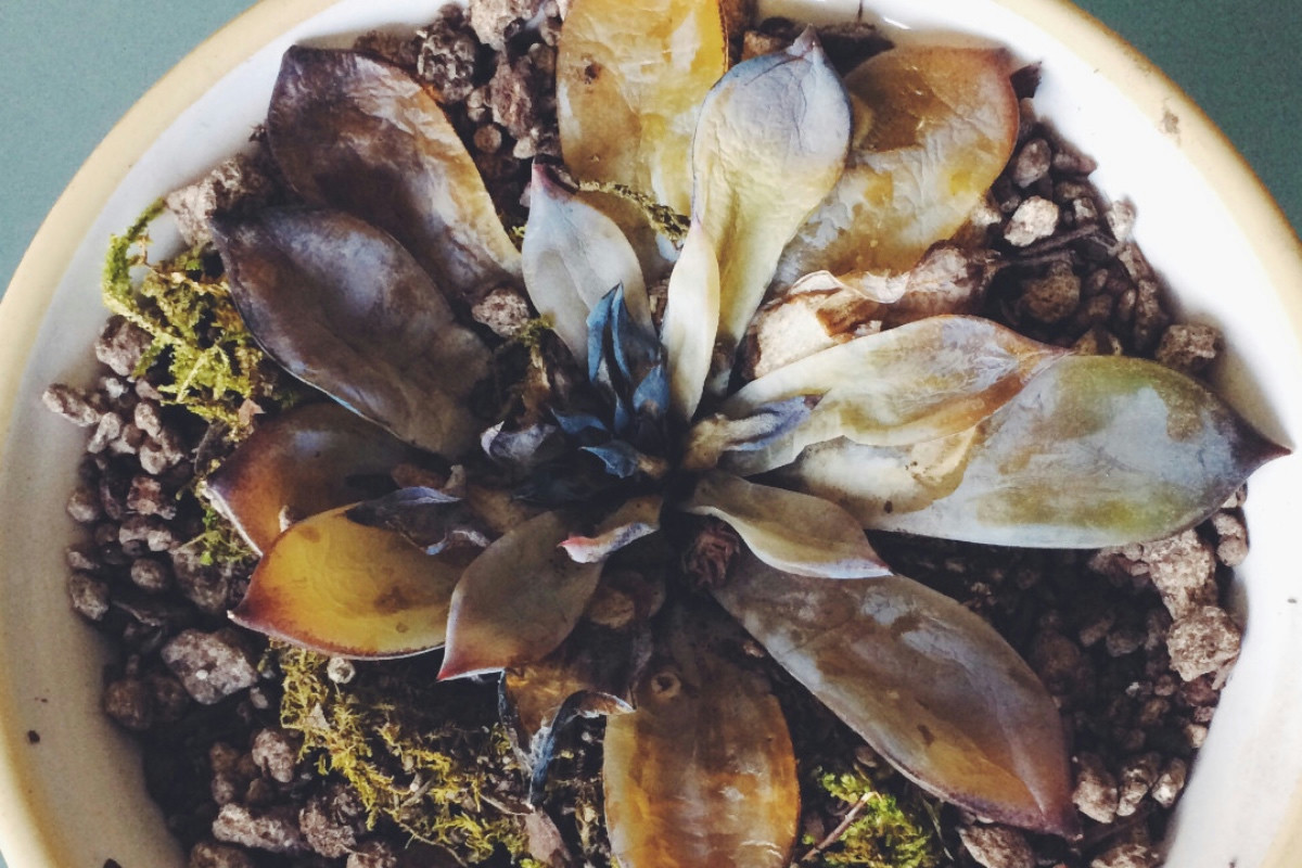 Cosa succede alle piante grasse quando un rinvaso errato provoca marciume e danni gravi