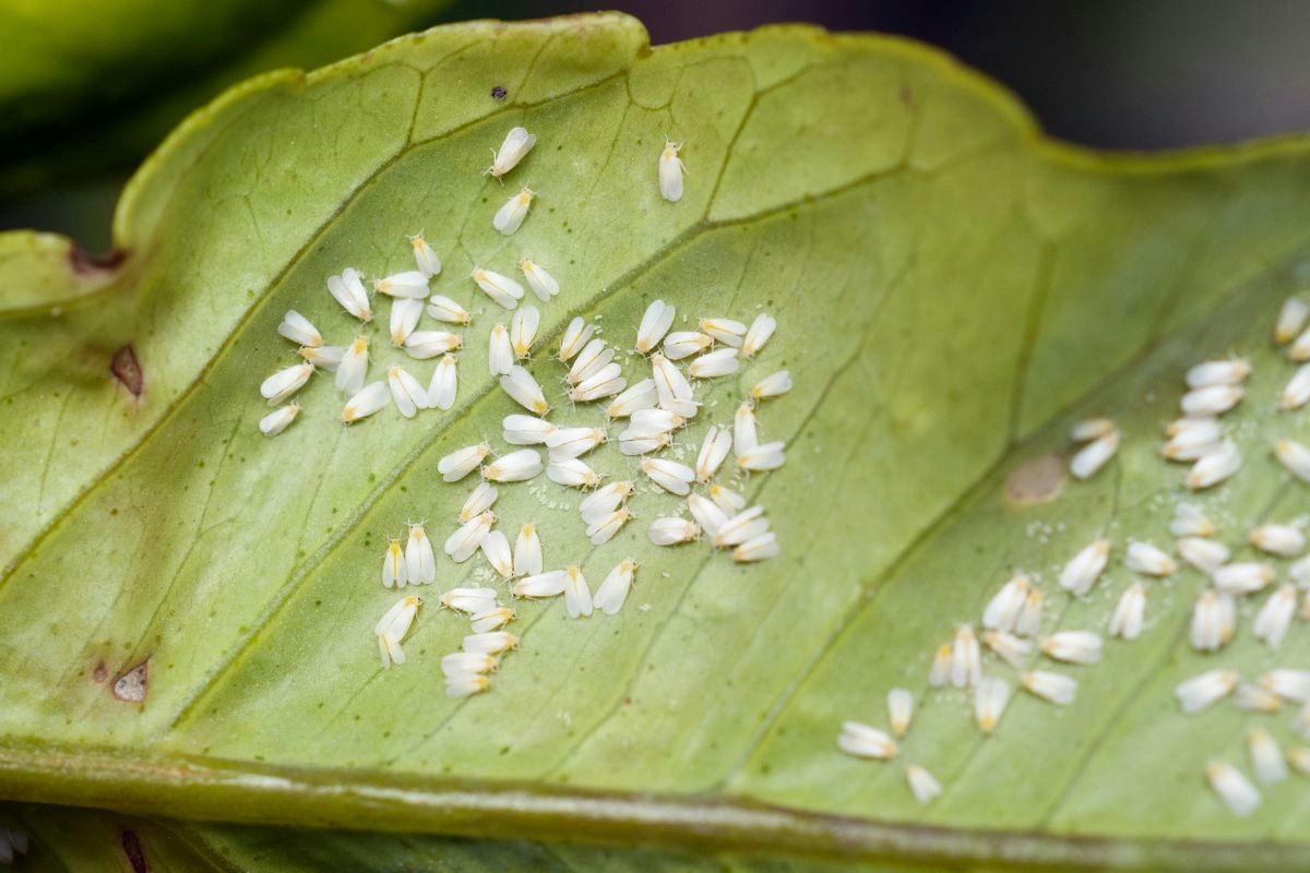 Insetti bianchi sotto le foglie: riconoscere e combattere i danni alle piante in giardino