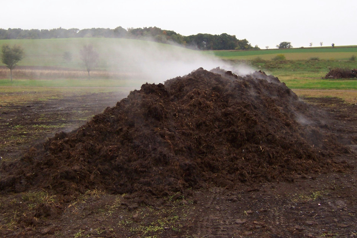 La pianta che produce cavolfiori rigogliosi: consigli pratici per una crescita sana e abbondante