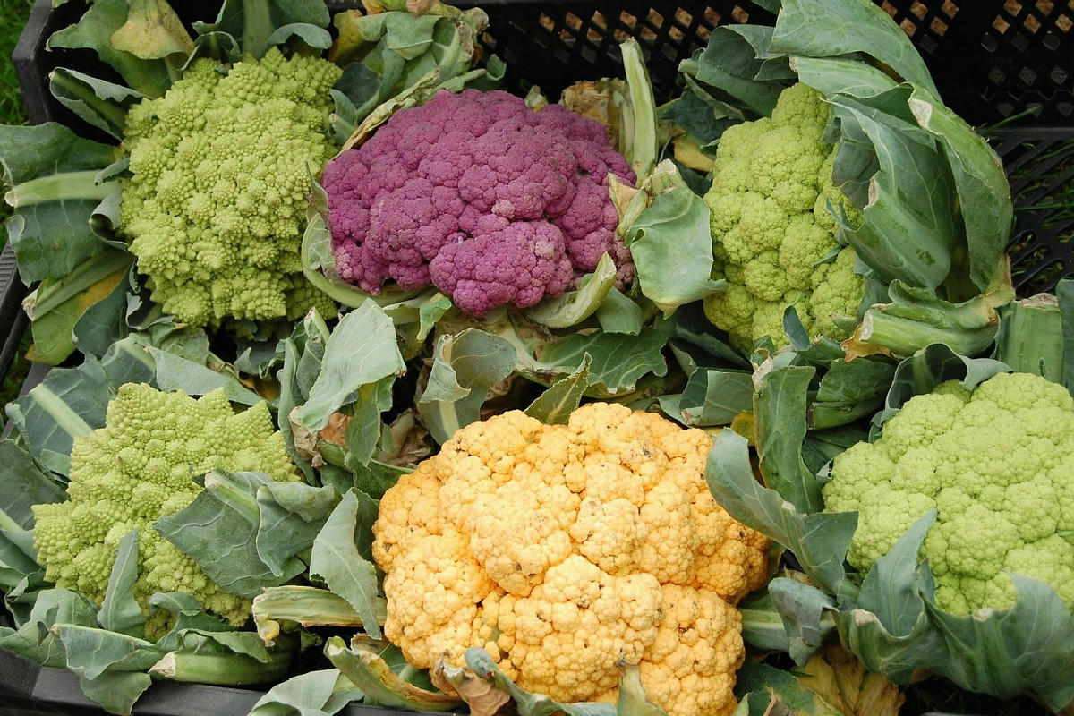 La pianta che produce cavolfiori rigogliosi: consigli pratici per una crescita sana e abbondante