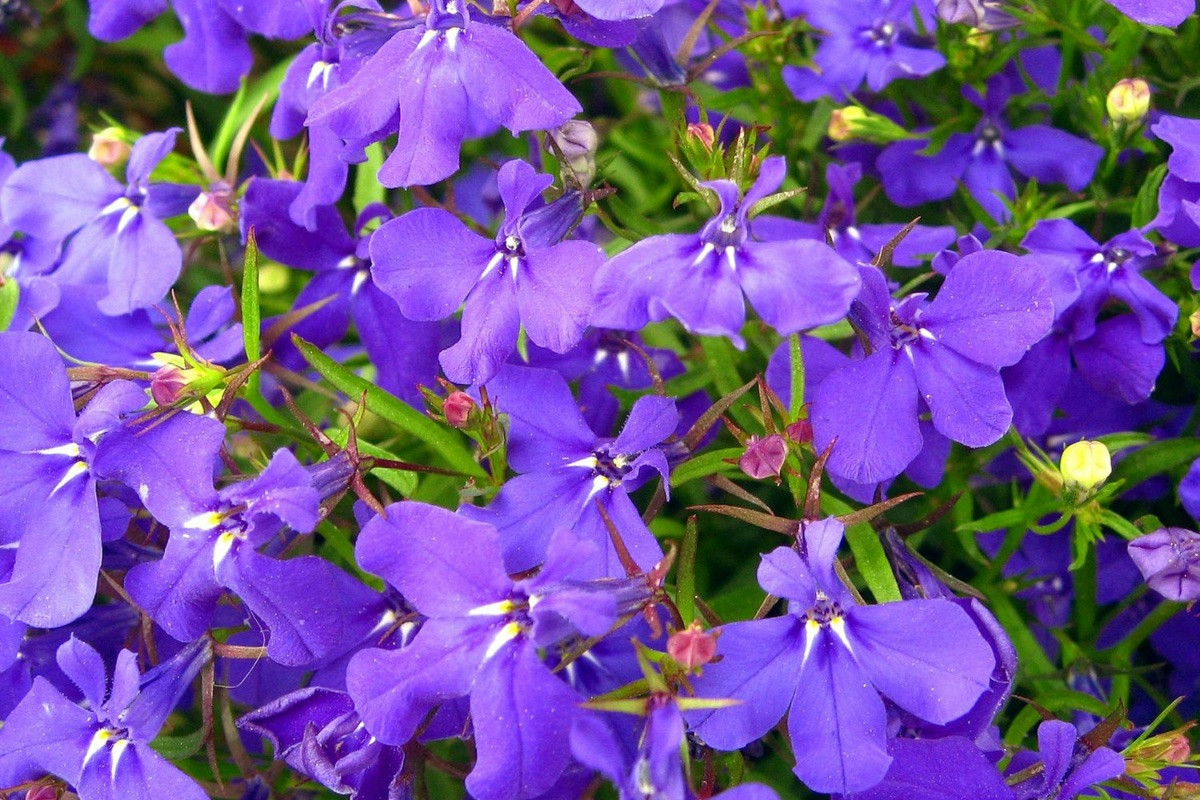 Segreto per attirare colibrì nel giardino: il mix di semi ideale per la mangiatoia perfetta