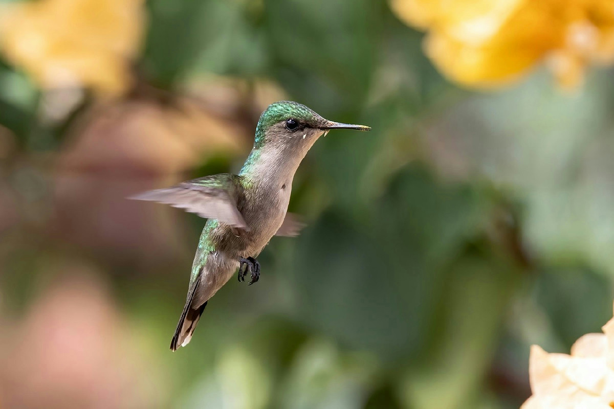 Segreto per attirare colibrì nel giardino: il mix di semi ideale per la mangiatoia perfetta