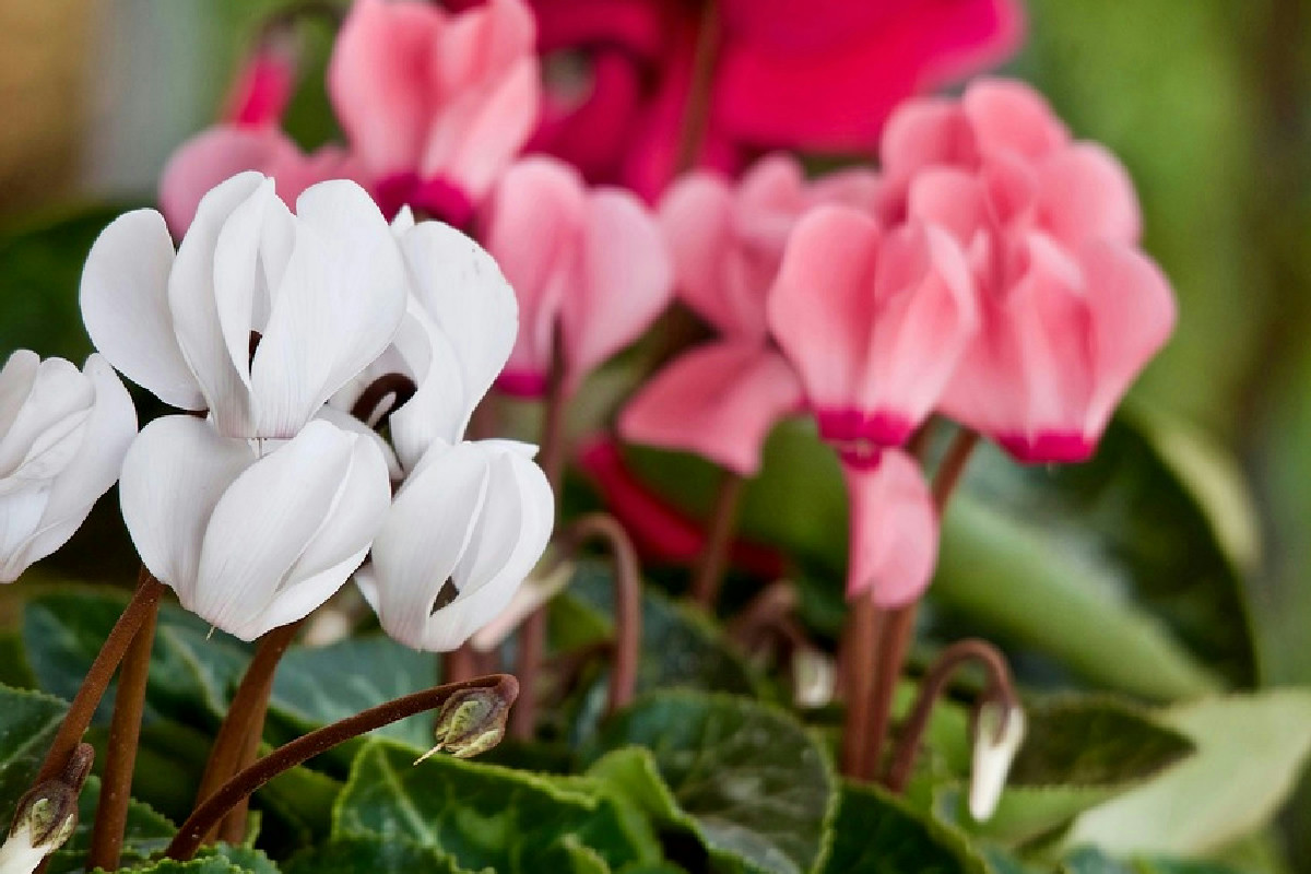 Tre strategie efficaci per mantenere il ciclamino in vaso rigoglioso e sempre fiorito